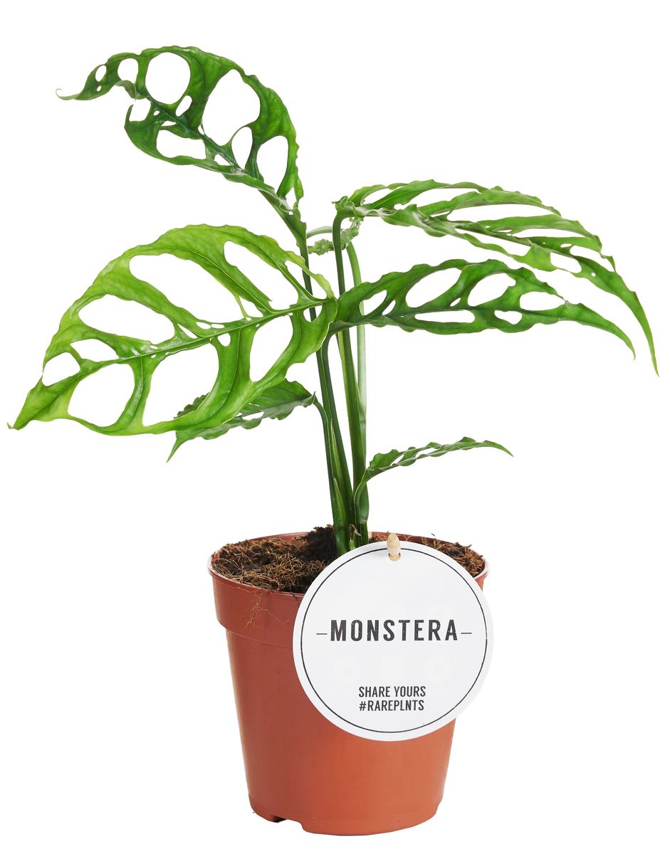 Μονστέρα - Monstera obliqua peru