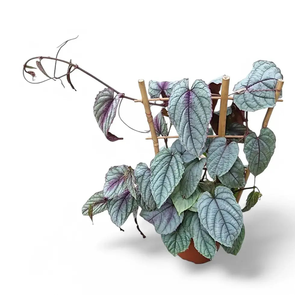 Κισσός- Cissus disc floramag violet vine