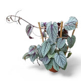 Κισσός- Cissus disc floramag violet vine