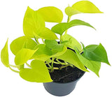 Πόθος - Epipremnum Pinn. 'golden Pothos'