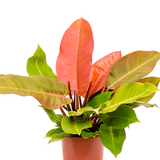 Φυλλόδεντρο – Philodendron “Prince of Orange”