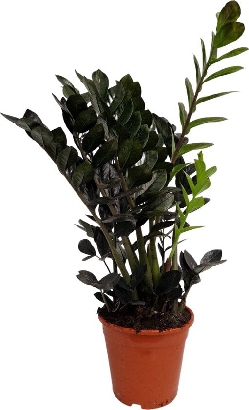 Ζάμια - Zamioculcas zamiifolia black raven – GreenArtStore