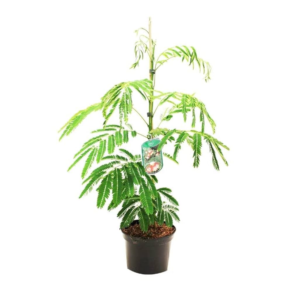 Ακακία Κωνσταντινουπόλεως – Albizia julibrissin