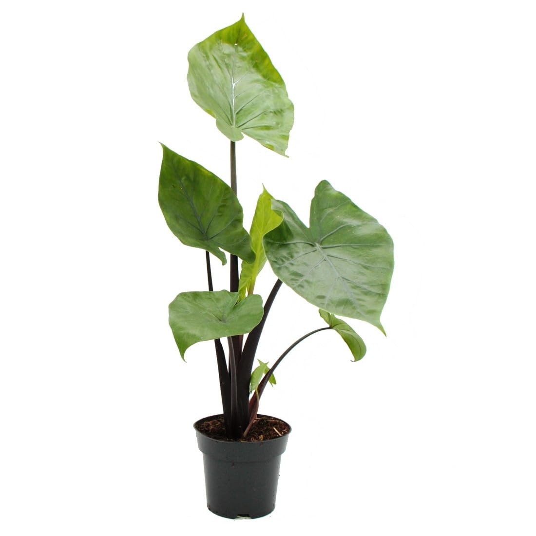 Αλοκάσια - Alocasia 'black Cobra'