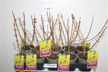 Φορσύθια - Forsythia in spectra