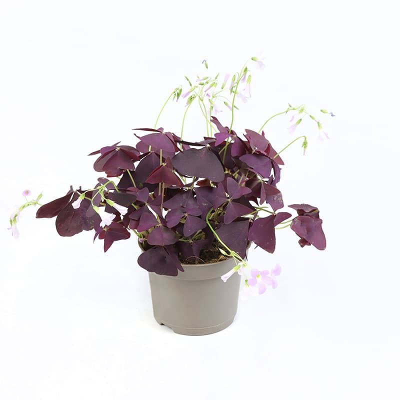 Oxalis Mijke