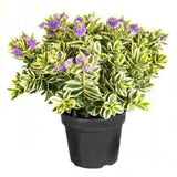 Βερονίκη - Hebe 'Andersonii Variegata'