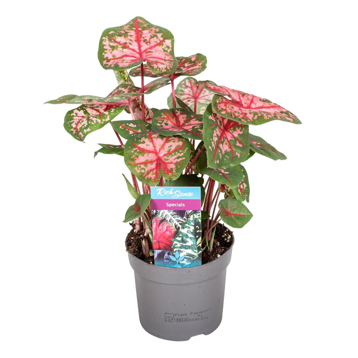 Caladium 'Carolyn Whorton'