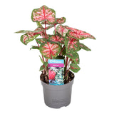 Caladium 'Carolyn Whorton'