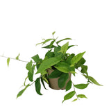 Φίκος - Ficus Sagittata Radicans Green