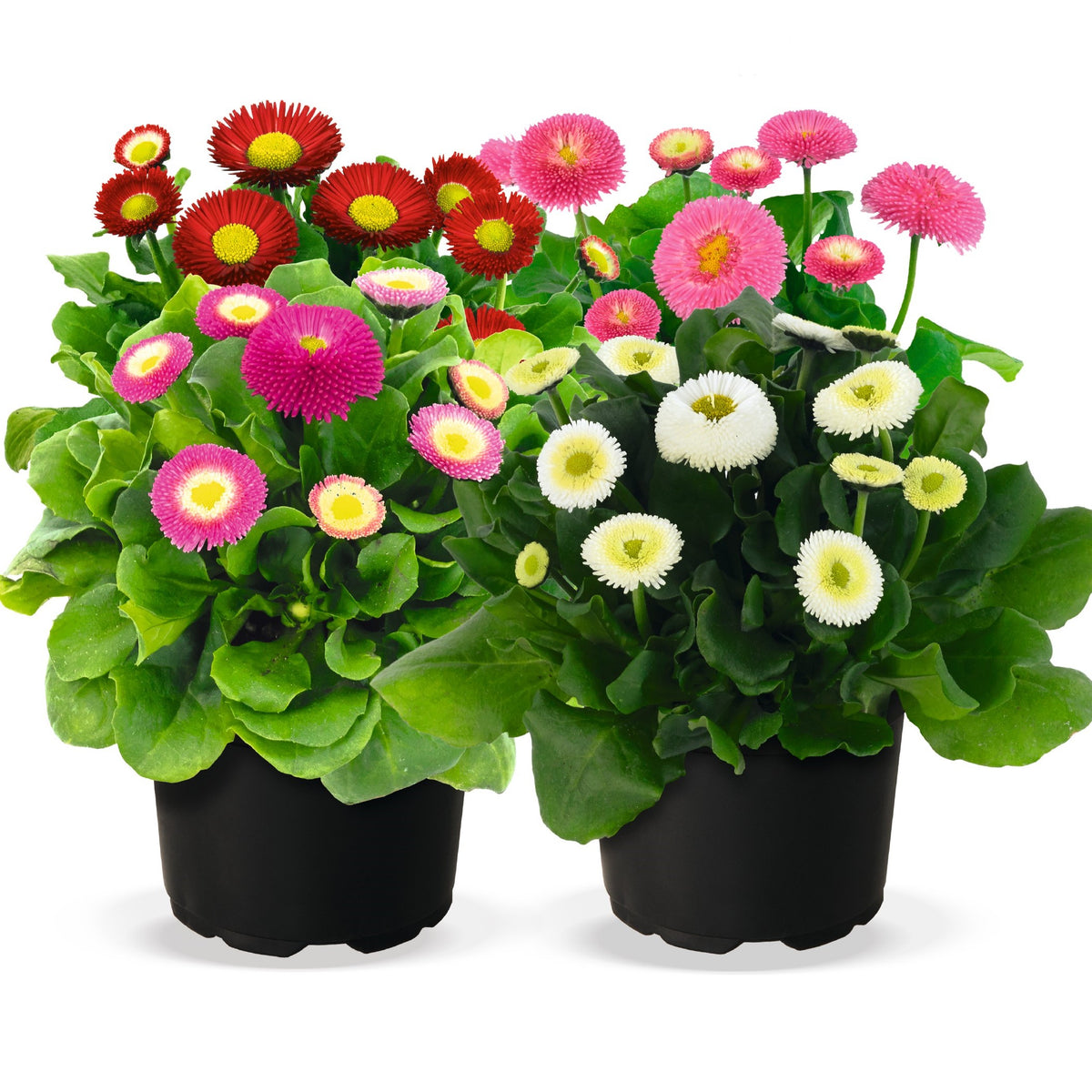 Μπέλλα - Bellis perennis