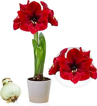 Αμαρυλλίς - Amaryllis Hippe 1 Branche