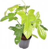Φυλλόδεντρο - Philodendron violin green