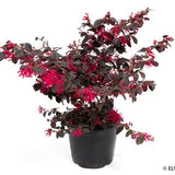 Λοροπέταλο - Loropetalum chinense Black Pearl