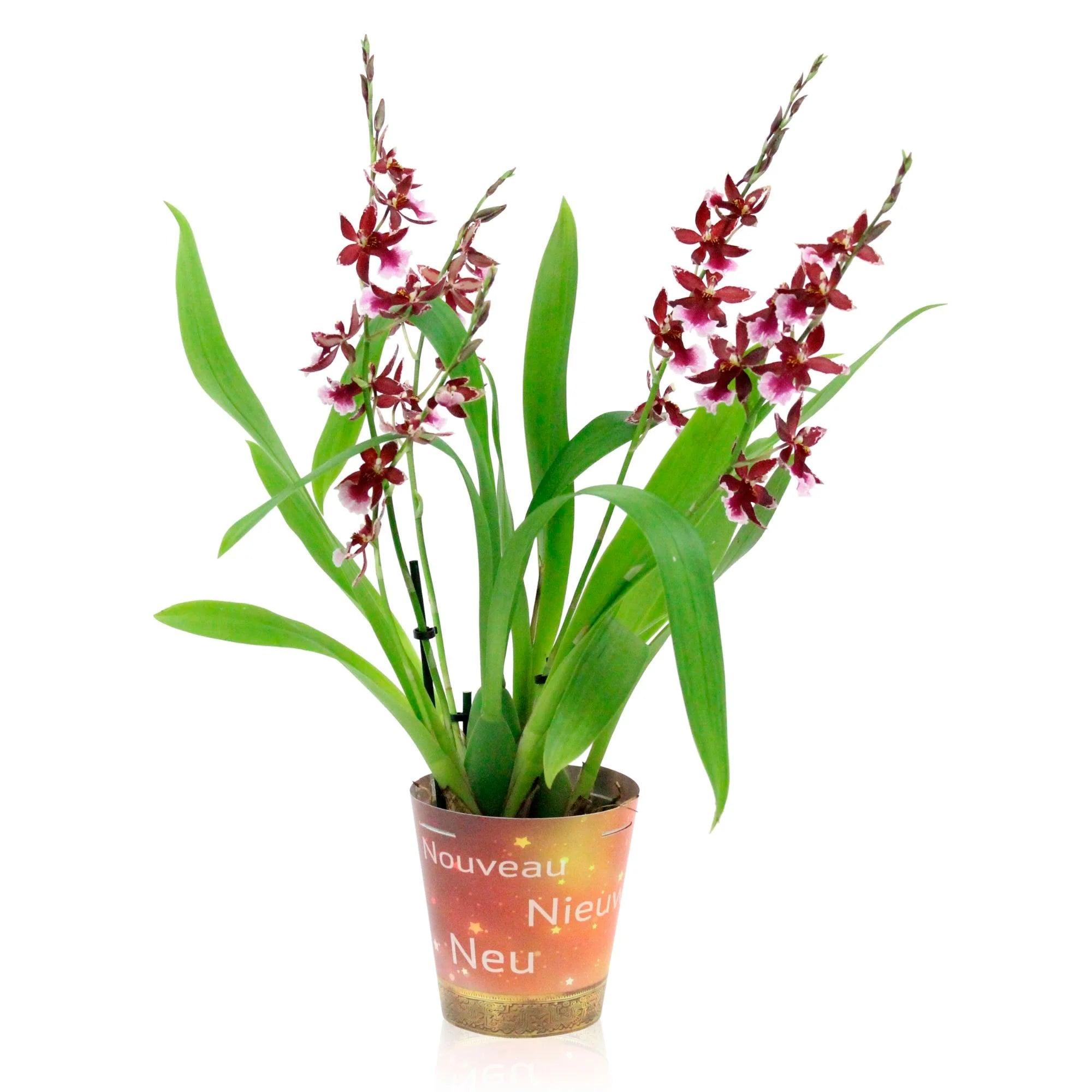 Orchid Cambria Odontoglossum 'Barocco Red' Purple