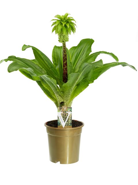 Κρίνος ανανά - Eucomis bicolor