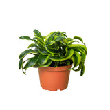 Δράκαινα - Dracaena Tornado