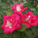 Τριανταφυλλιές Αβράμη σε γλάστρα