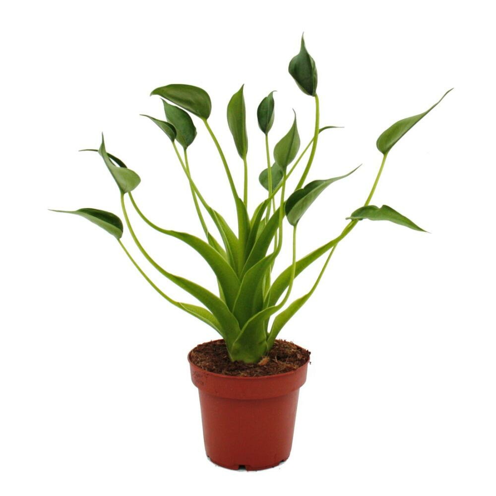 Αλοκάσια - Alocasia 'Tiny Dancers'