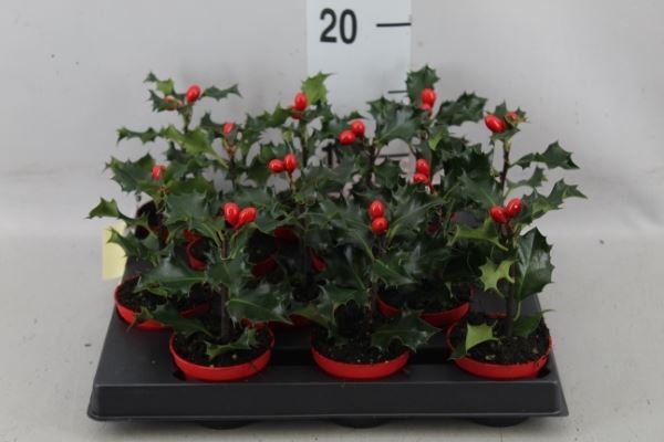 Ίλεξ - Ilex Aquifolium Groenblad