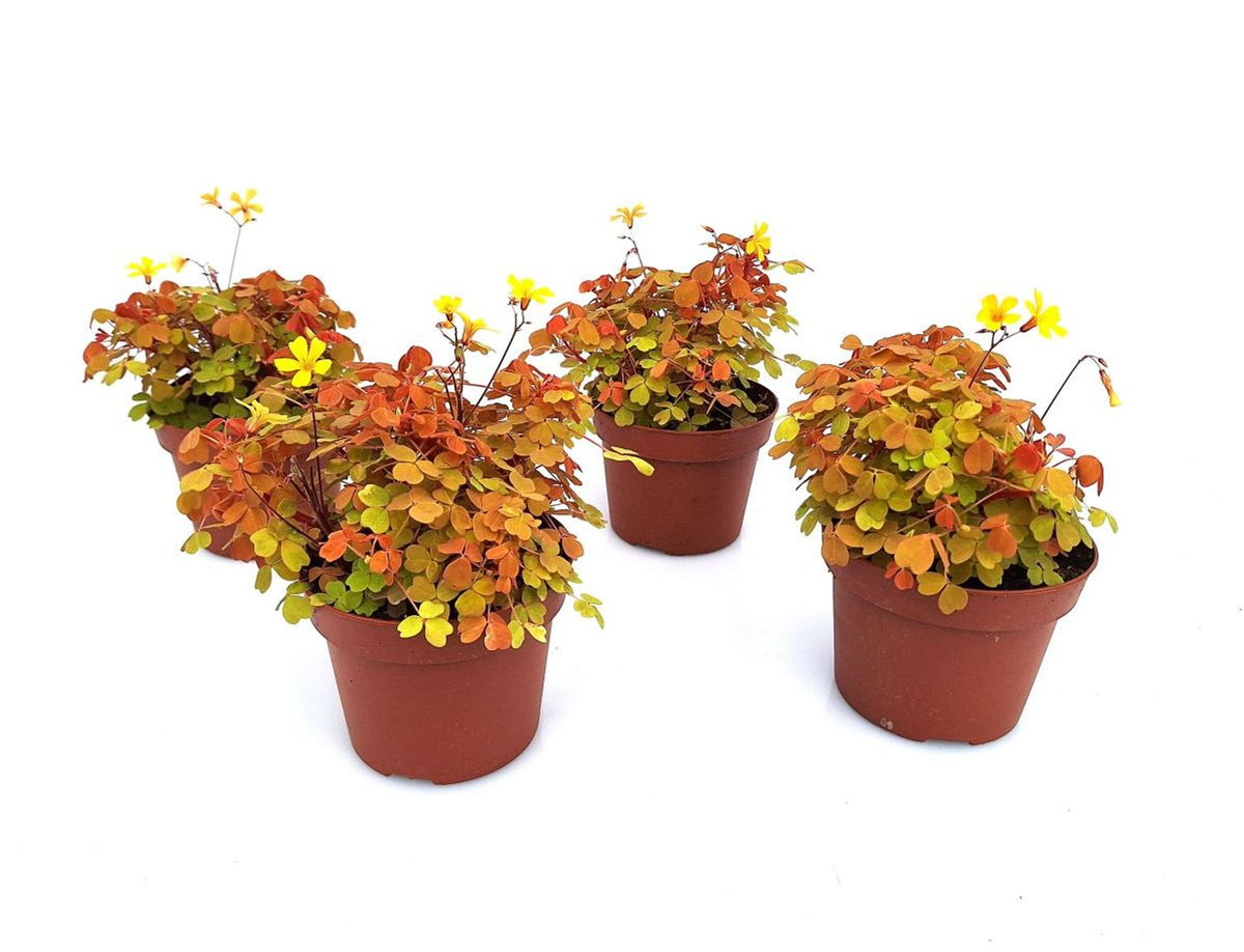 Oxalis Sunset Velvet