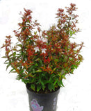 Αμπέλια – Abelia grandiflora Villarreal