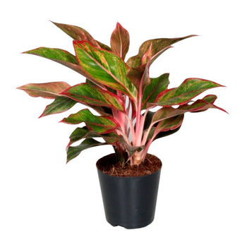 Αγλαόνημα – Aglaonema Crete