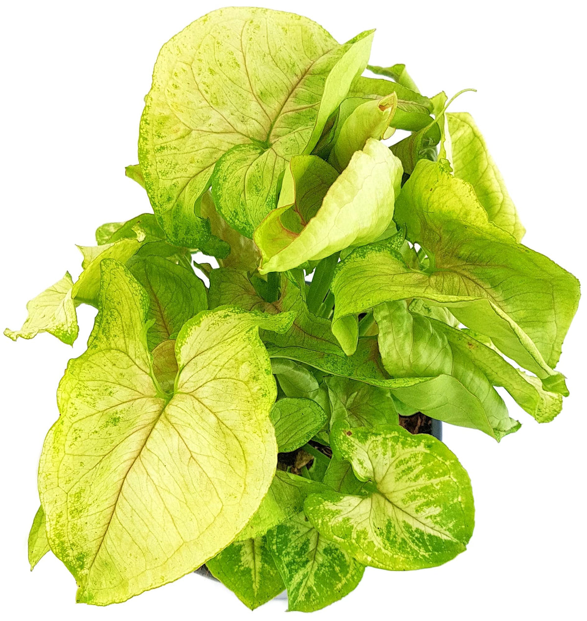 Συγκόνιο - Syngonium mango lime