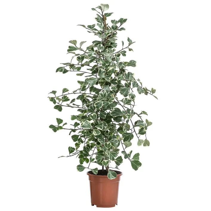 Φίκος - Ficus Triangularis 'sweetheart'