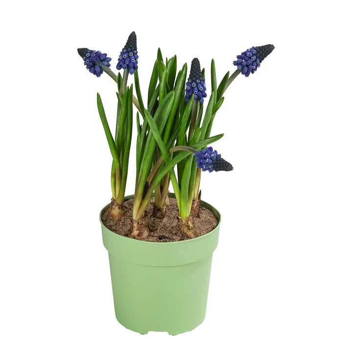 Muscari Lindsay