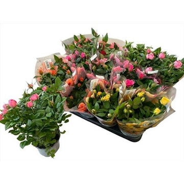 Τριανταφυλλάκι μίνι -  Rosa Kordana