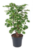 Polyscias balfouriana