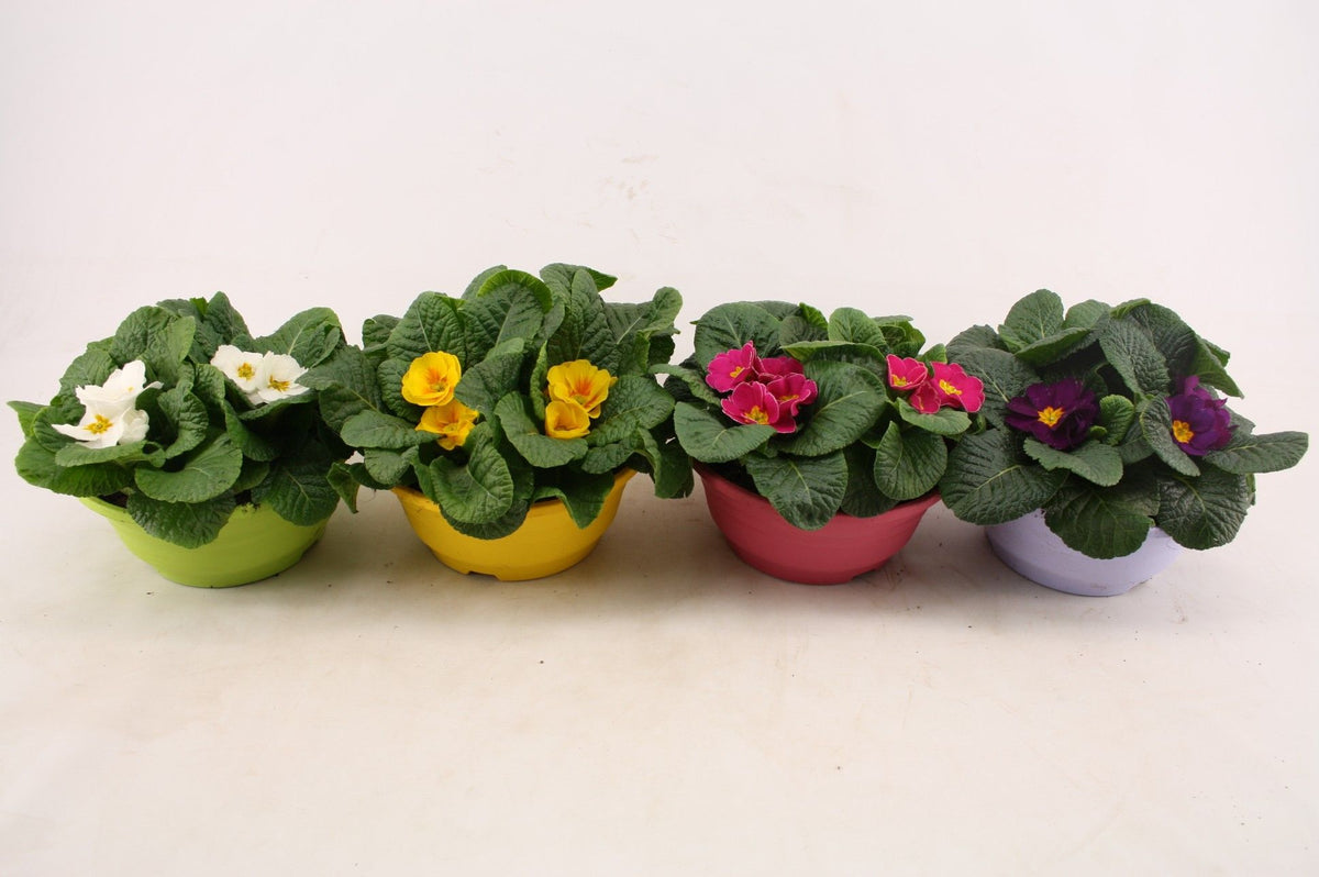 Πρίμουλο μπολ - Primula Ac Gemengd mix bowl