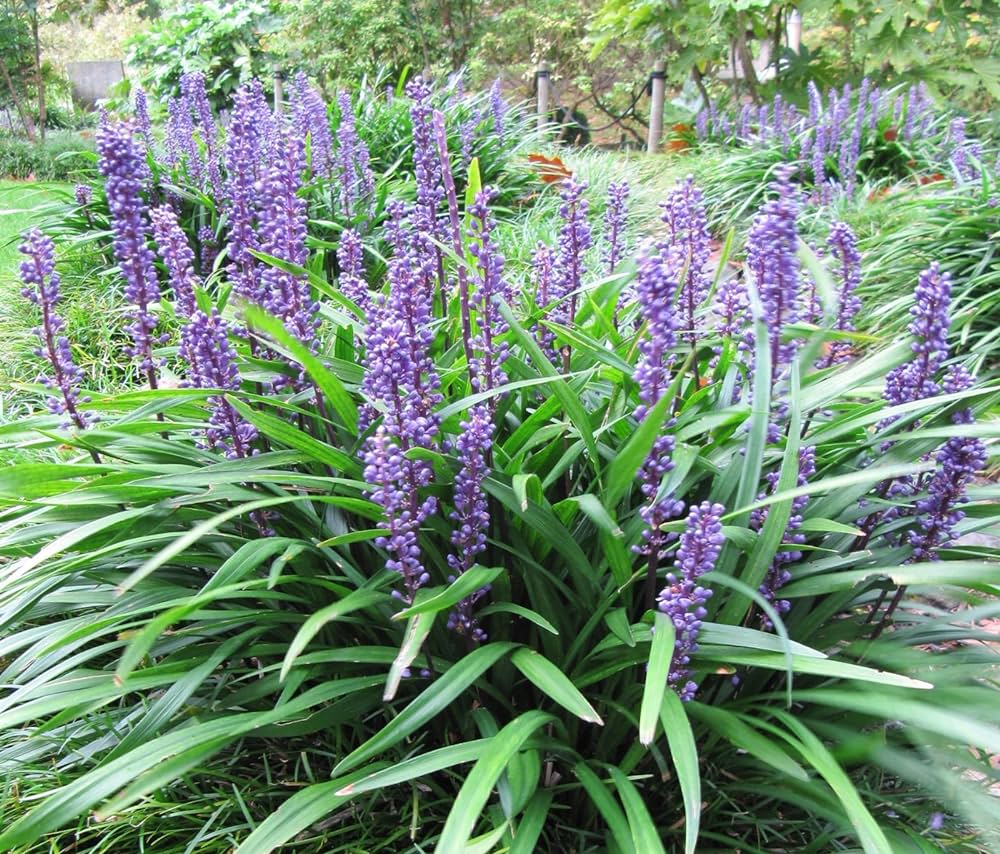 Λιριόπη - Liriope muscari