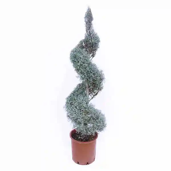 Cupressus arizonica glauca "Fastigiata" Mini Spiral