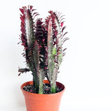 Ευφόρβια – Euphorbia trigona 'rubra'