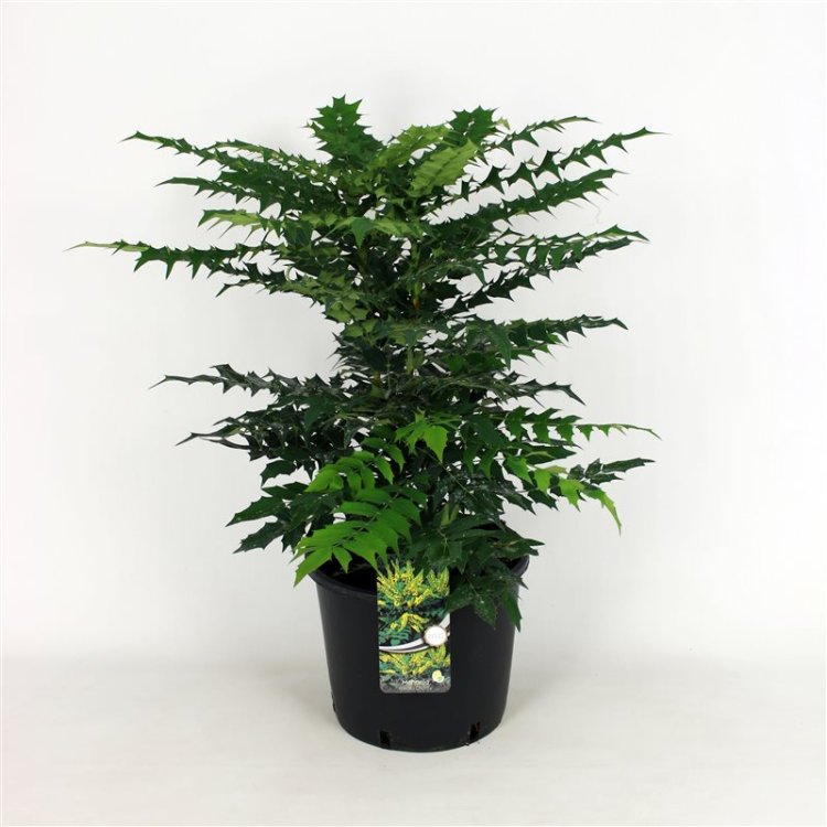 Μαόνια - Mahonia Media 'charity