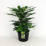 Μαόνια - Mahonia Media 'charity