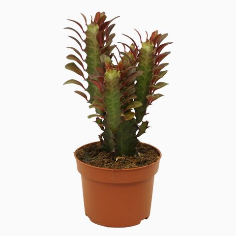 Ευφόρβια – Euphorbia trigona 'rubra'