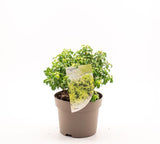 Αγγελική - Pittosporum tenuifolium 'Gold Star'