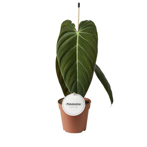 Φυλλόδεντρο - Philodendron melanochrysum