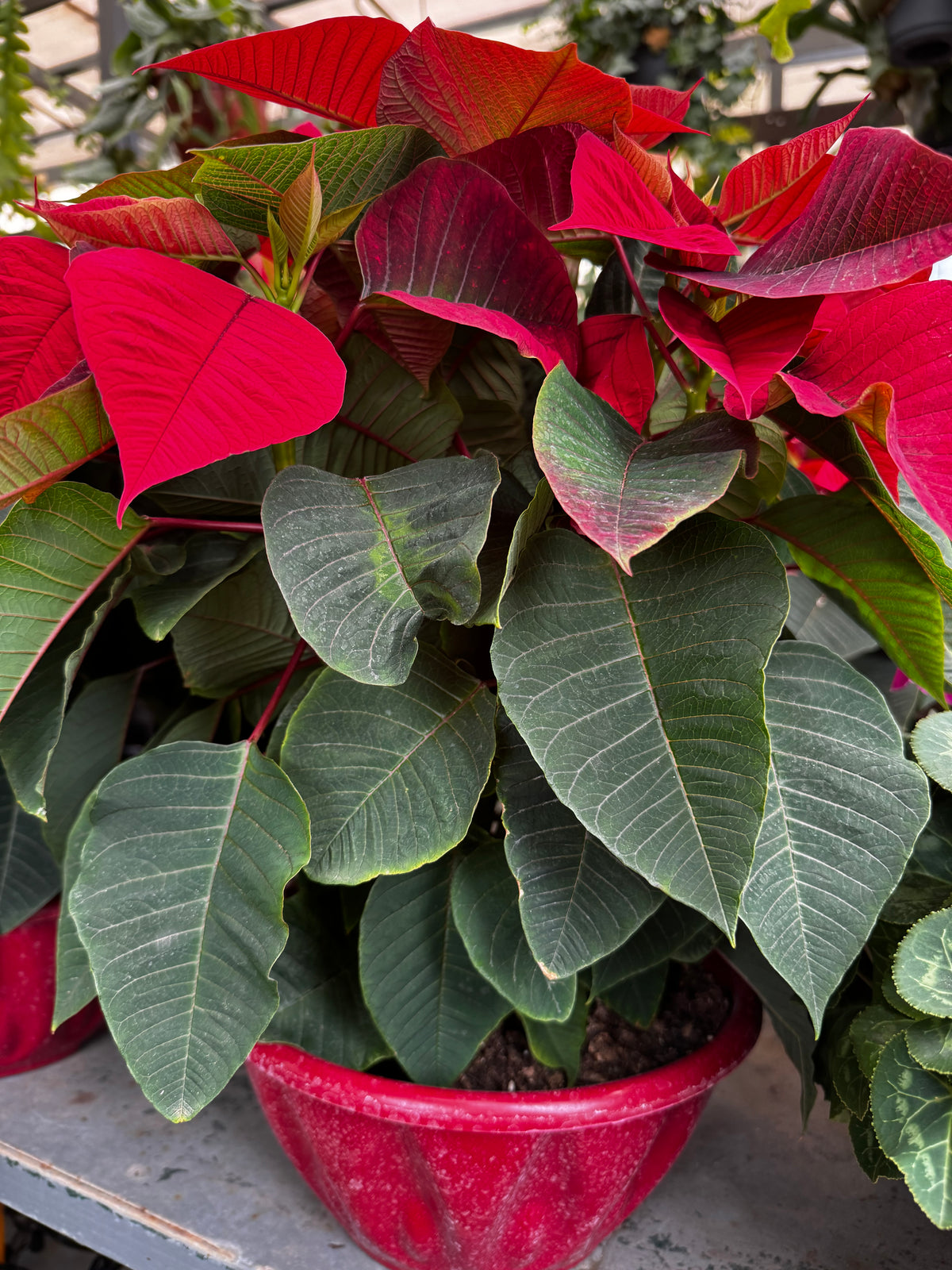 Αλεξανδρνό μπολ