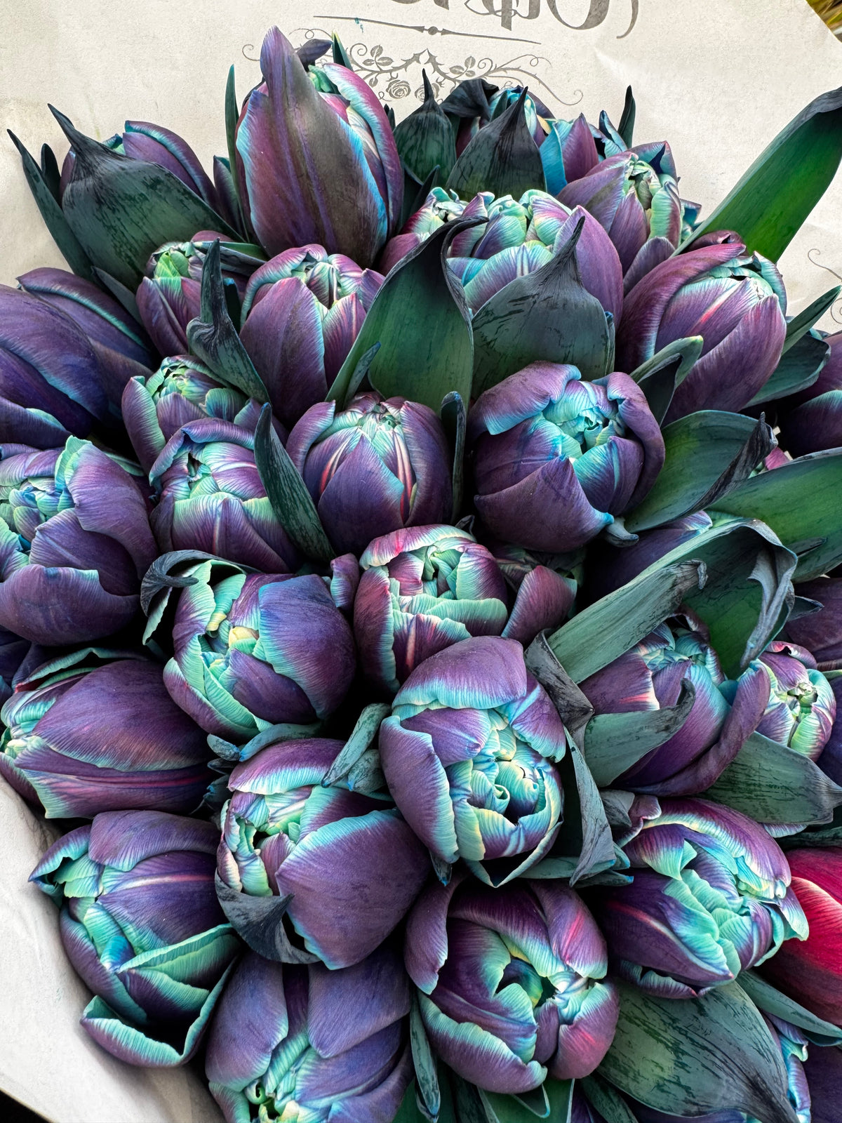 Toυλίπες Rainbow -  Tulips Rainbow