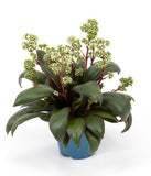 Κρασόυλα - Crassula Rosularis Met bloem