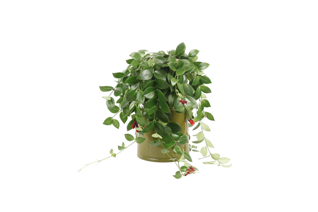 Αισχύνανθος – Aeschynanthus Fl Monarda Lisa