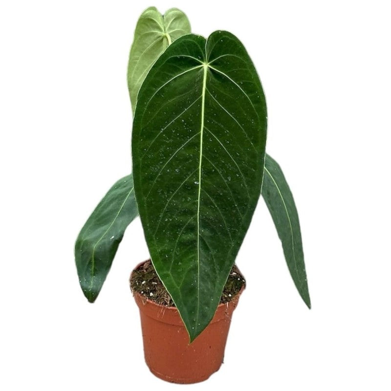 Φυλλόδεντρο – Philodendron Melanochrysum