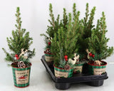 Picea Gl Conica #zink Green