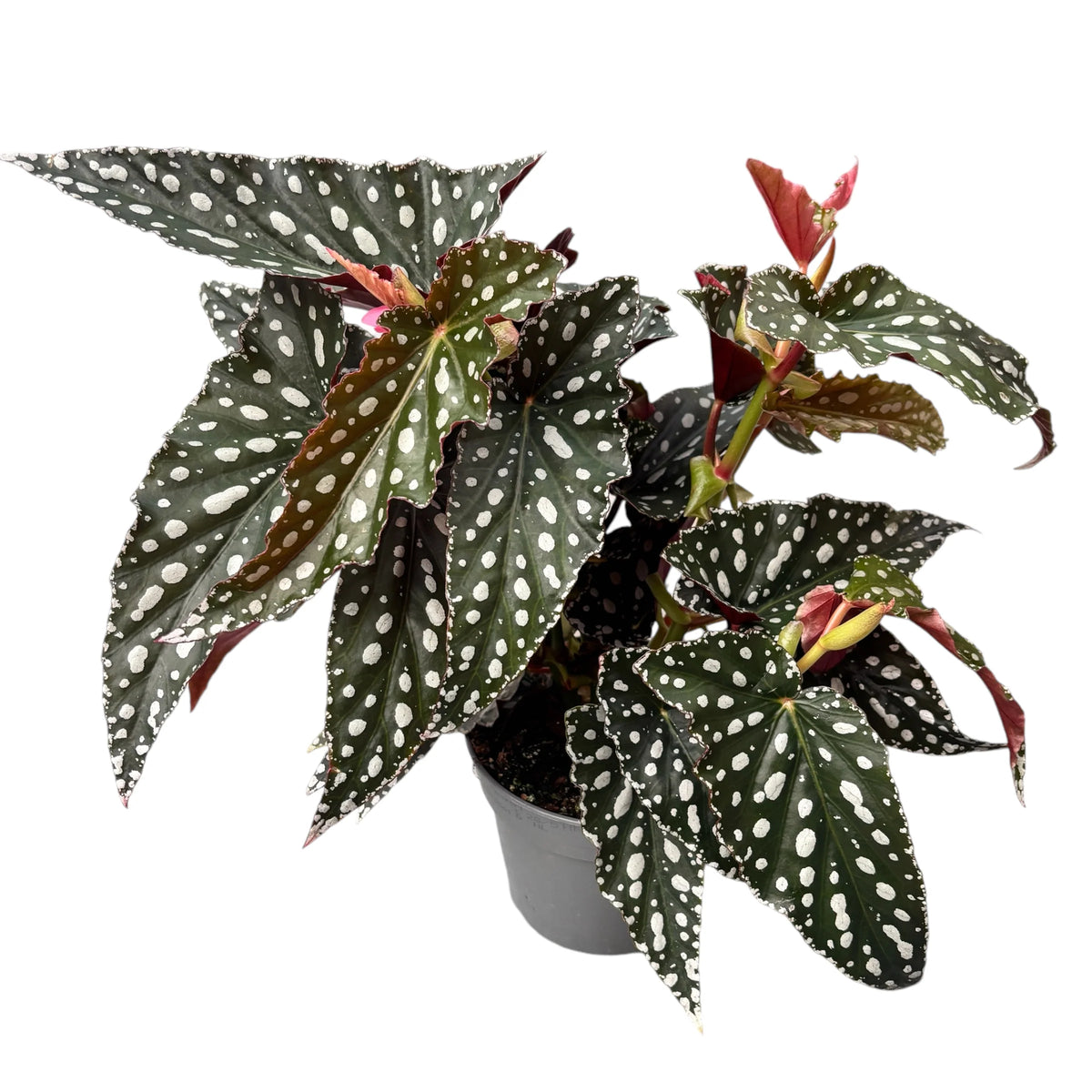 Βιγόνια – Begonia maculata