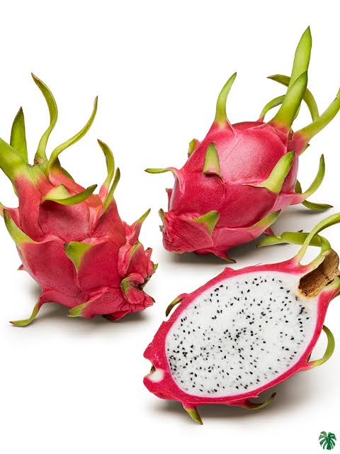 Ντράγκον Φρουτ - Hylocereus undatus Dragon Fruit