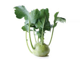 Γουλί Λευκό - Brassica oleracea var. gongylodes